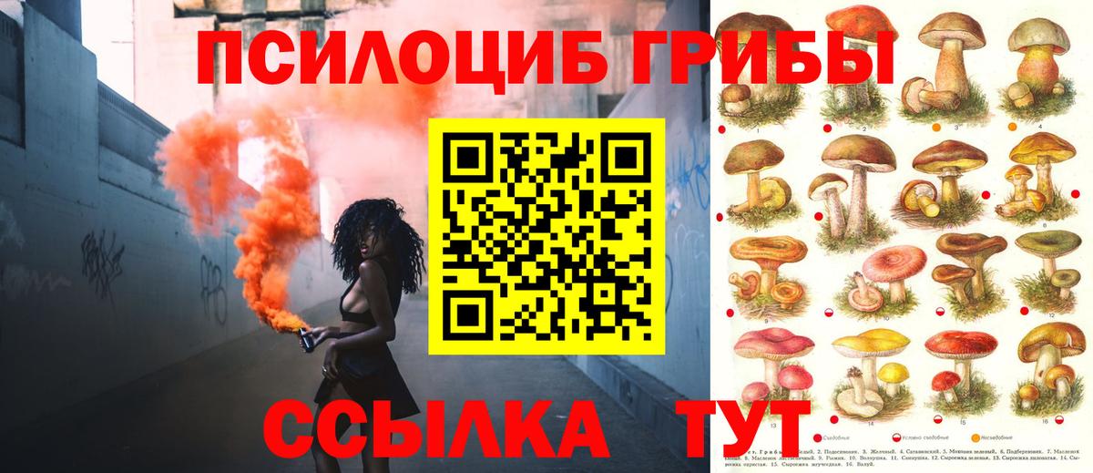 Галлюциногенные грибы Psilocybine cubensis Советск